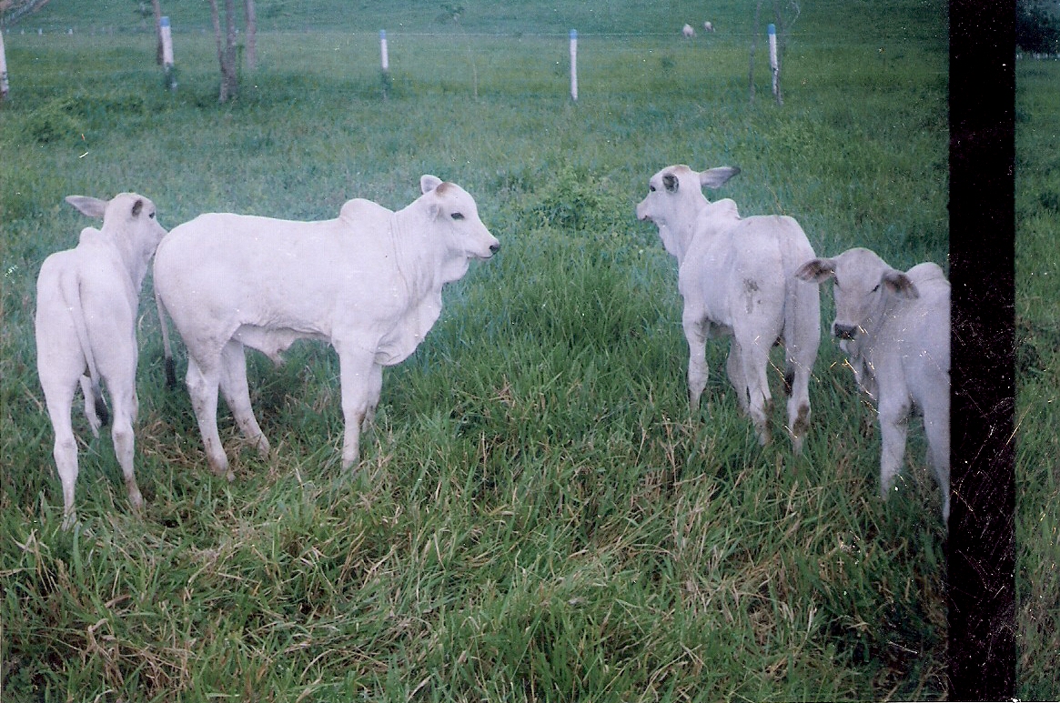 Objetivos