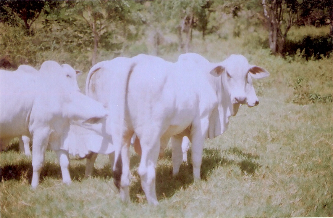 Objetivos
